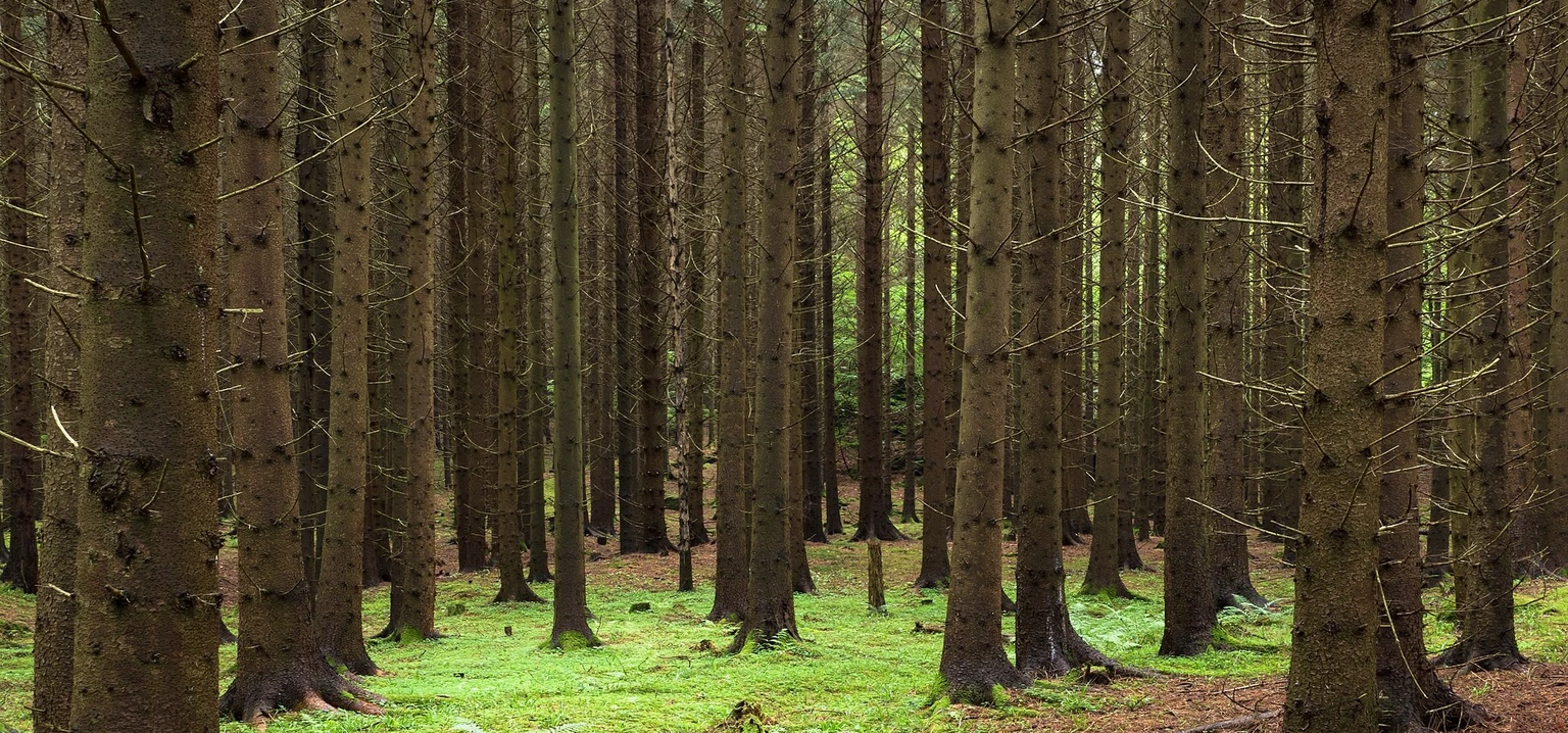 Spruce forest (Picea Abies) in Sweden